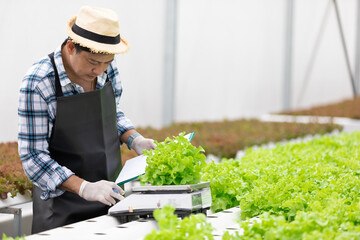 senior farmer weighing organic vegetables in hydroponic farm