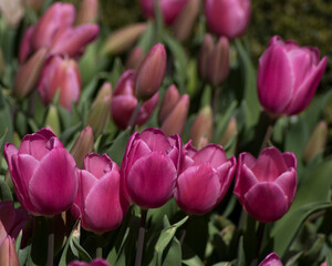 pink tulips in the garden
