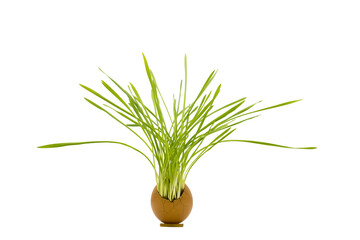 Wheat sprouts  grown in  an eggshell 