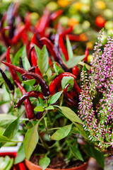 Obraz premium hot pepper in the pot