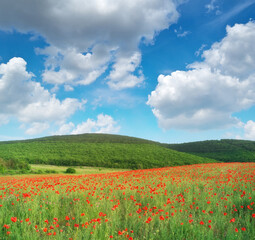 Sunny meadow of poppies.