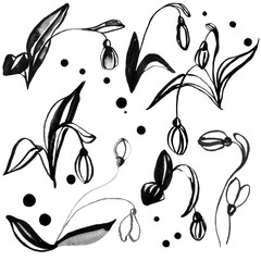 Spring wild flowers snowdrops. Isolated on white background.