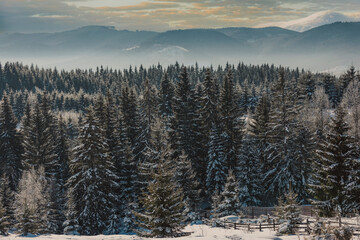 snowy forest with clouds in the mountains