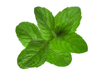 Fresh mint leaf