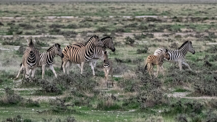 Fototapeta na wymiar zebras running in the bush in Namibia 