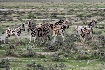 Naklejka premium zebras running in the bush in Namibia 