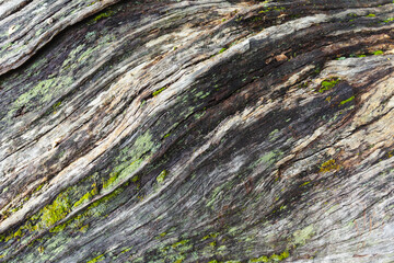 Lines of wood on the trunk of an old tree in the forest. Green moss on fragments. The combination of history and graceful lines of old age in the wood background