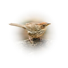 Puff-Throated Babbler perching on a perch looking into a distance