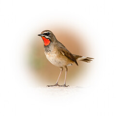 Siberian Rubythroat perching on tree trunk looking into a distance