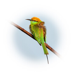 Green Bee-eater perching on a perch looking into a distance