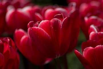 red tulip closeup