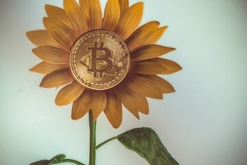 Digitally designed sunflower on computer and bitcoin in selective focus in the middle of it. The concept of efficiency, profitability in cryptocurrencies. Blockchain, digital money concept.