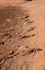  Drought kills thousands of kangaroos in the far north west of New South Wales, Australia.