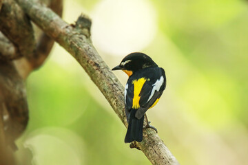 The Yellow-rumped Flycatcher on a branch