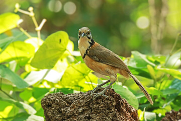 The Greater Necklaced Laughingthrush on ground