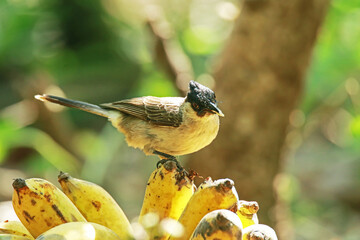 The Sooty-headed Bulbul eating a banana