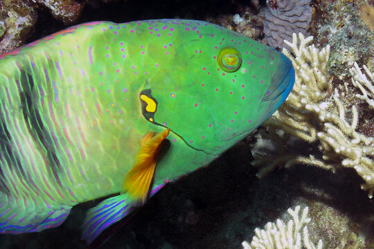 A Broomtail Wrasse (Cheilinus lunulatus) in the Red Sea, Egypt
