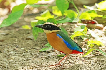 The Blue-winged Pitta on ground