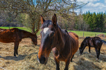 cheval dans un pré