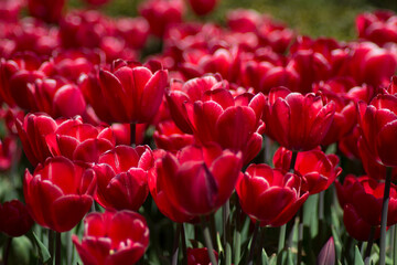 red tulips in the garden