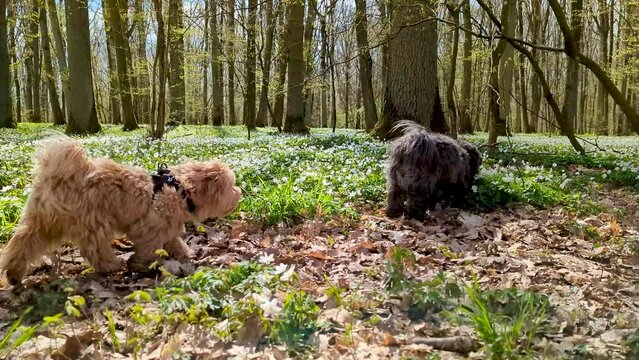 Süße kleine Hunde Havaneser haben Spaß beim spazieren im Wald bei Sonne