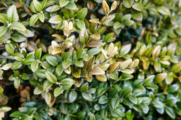 Close-up of evergreen bush boxwood in the garden. Boxwood wall in natural conditions. Family name Buxaceae, Scientific name Buxus. Selective focus with shallow depth of field