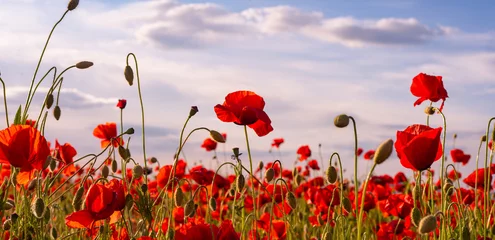 Gordijnen Anzac Day memorial poppies. Field of red poppy flowers to honour fallen veterans soldiers in battle of Anzac armistice day. Wildflowers blooming poppy field landscape. Meadow with flowers. © Volodymyr