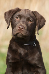 Portrait of a labrador puppy