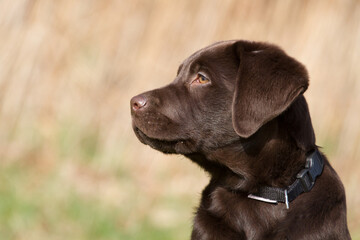 Profile of a brown labrador puppy