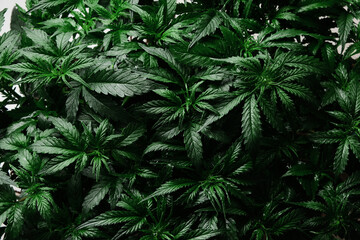 Cannabis CBD plant close up. Layout of fresh marijuana leaves, blooming bush background, top view,...