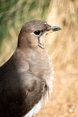 Collared Pratincole (Glareola pratincola) in the Danube Delta, Romania, Czech Republic, Europe