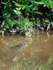 asian lizard in the river
