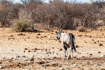 One Orynx - Oryx gazelle- near a waterhole in Etosha national park, Namibia
