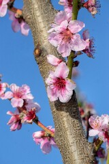 Pink blossom in spring