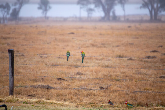 Australian Parrots Sitting on Barbed Wire Fence Brown Winter Grass