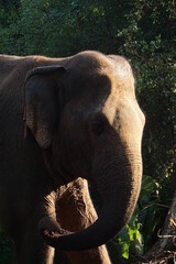 Fototapeta premium asian elephant closeup