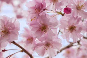 満開の八重桜