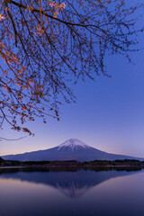田貫湖から富士山と桜と星空