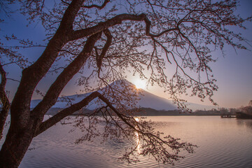 夜明けの田貫湖から桜と富士山