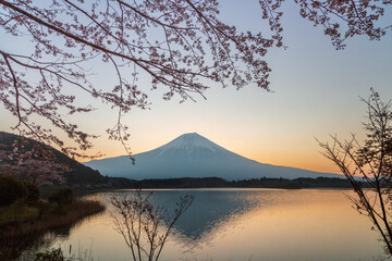 夜明けの田貫湖から桜と富士山