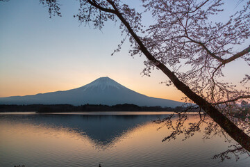夜明けの田貫湖から桜と富士山
