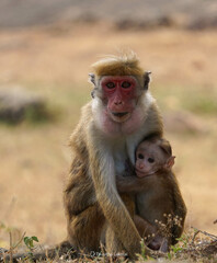 portrait of a toque macaque mom and baby