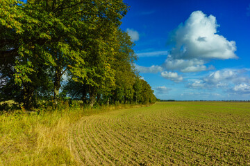 Green Agricultural Farm Field with Blue Sky and White Clouds in the Background, Grassland, Country Meadow Landscape, .World Environment Day Concept, Natural Background, Backdrop