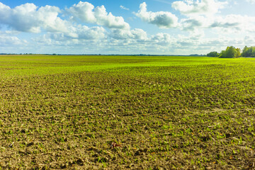 Green Agricultural Farm Field with Blue Sky and White Clouds in the Background, Grassland, Country Meadow Landscape, .World Environment Day Concept, Natural Background, Backdrop