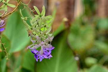 Petrea volubilis in garden