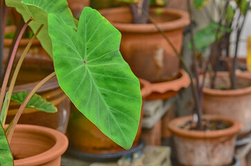 Colocasia esculenta in garden