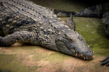 crocodile in the zoo