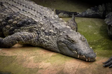 Poster crocodile in the zoo © ALF photo