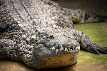 crocodile in the zoo