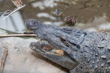 crocodile in the zoo